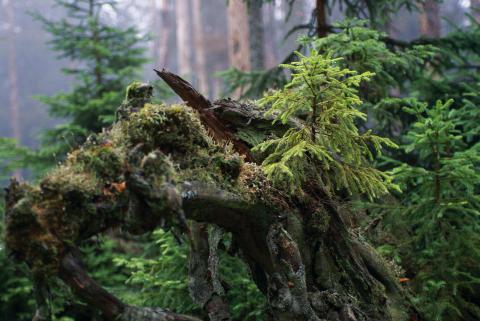 Přirozená obnova lesa - Šumava (foto: Markéta Jedličková / Hnutí DUHA)