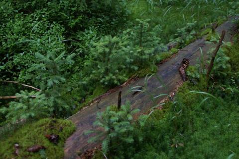 Přirozená obnova lesa - Šumava (foto: Markéta Jedličková / Hnutí DUHA)