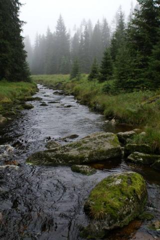 Šumava - Ptačí potok (foto: Markéta Jedličková / Hnutí DUHA)