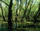 Nekonečné lány nebo pestrá krajina? Dobrovolníci přijedou pomáhat přírodě