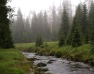 V Národním parku Šumava můžeme už dnes polovinu jeho území ponechat divoké přírodě