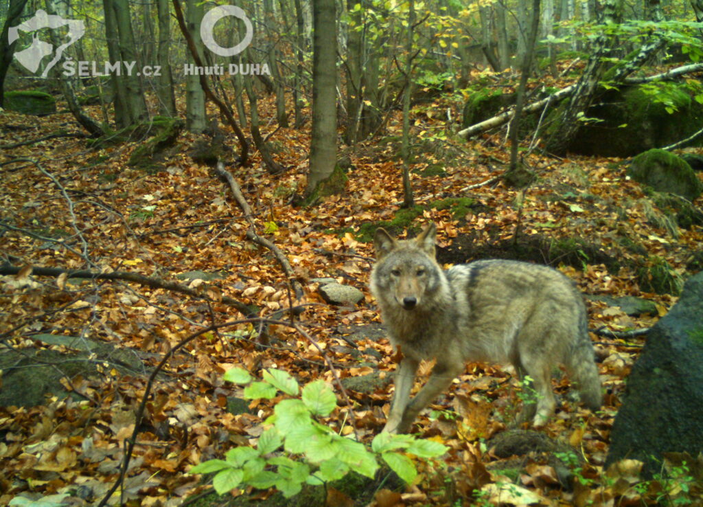 Počet vlčích teritorií se v Česku rozrostl o dvě, potvrdil každoroční monitoring